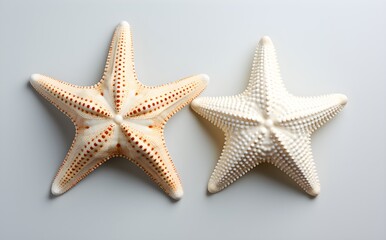Fototapeta na wymiar Bird's eye view of distinct starfish duo, marine life, white background, flat-lay, natural shadows, Generative AI, Generative, KI
