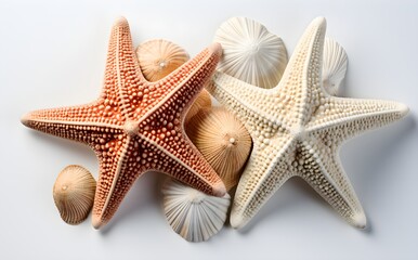 Fototapeta na wymiar Closeup Shot of Two Starfish, Seashells, Isolated on White, Natural Texture, Perfect for Commercial Use, eCommerce Photography, Marine Life Showcase, Generative AI, Generative, KI 