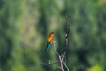 kingfisher on branch