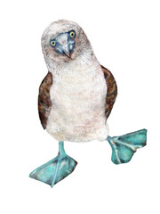 Blue-footed booby 
