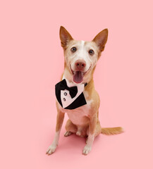 Andalusian hound dog celebrating mother's day or valentine's day wearing a tuxedo. Isolated on pink pastel background