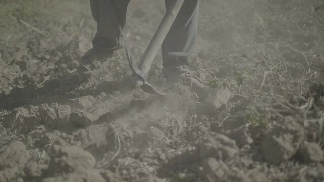 Indigenous Man uses a Pickaxe to Harvest on Dry Land in Mizque, Cochabamba, Bolivia