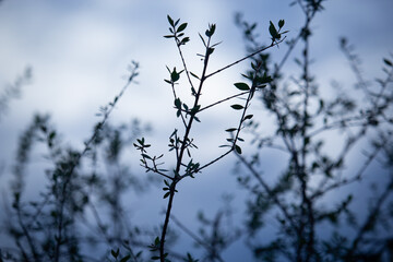 branches of a tree