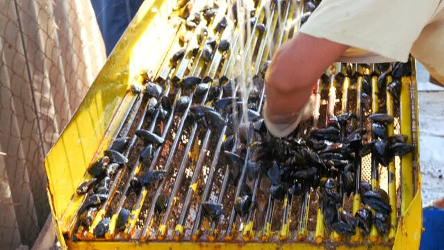 Cultivation of sea mussels. A working artel on the seashore. Animal raw materials. Marine farm.