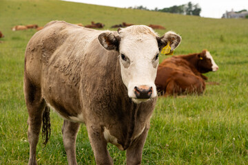 Fototapeta na wymiar Brown and white scottish cow