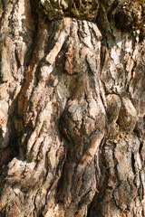 Die Tokstad Kiefer, Tokstadfurua steht am Pilgerweg Olavsweg, Gudbrandsdalsleden und stammt aus dem Jahr 1516.Der Baum ist eine Pilgerkiefer. Es gibt eine Wallfahrt von der Veldre Kirche zur Kiefer