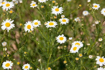 pharmaceutical camomile.Wild daisy flowers growing on meadow, white chamomiles on green grass background. healing herbs
