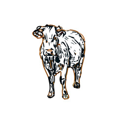 Color sketch of a cow with transparent background