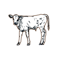 Color sketch of a cow with transparent background