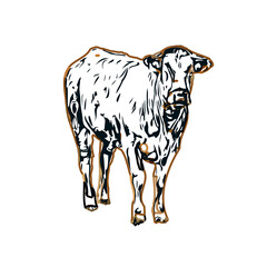 Color sketch of a cow with transparent background