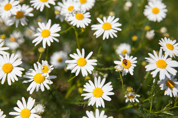 Field flowers in summer. At the center white daisy flower with a ladybug on it in the garden, on...
