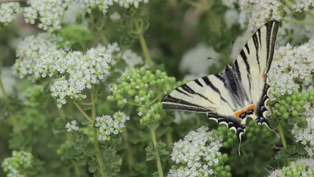 Old World Swallowtail butterfly on a flower