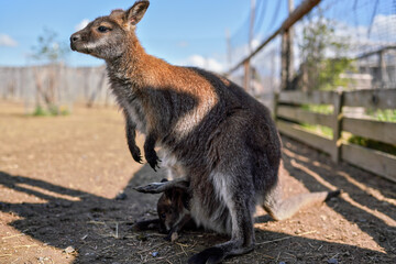 Small brown kangaroo in zoo, baby animal in her bag, closeup detail on sunny day