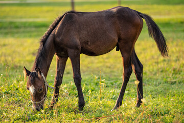 Dark brown Arabian horse foal grazing over green grass field, afternoon sun shines over