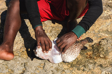 Malagasy fisher cleaning freshly caught porcupine pufferfish on the beach, detail as sun shine over his bare feet and hand removing skin from fish - obrazy, fototapety, plakaty