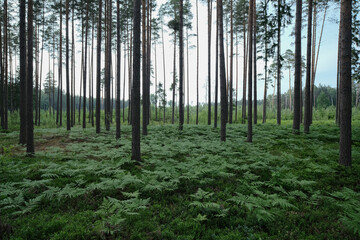 Obraz premium Pine trees in a forest in springtime. Natural background. Fern covered forest ground
