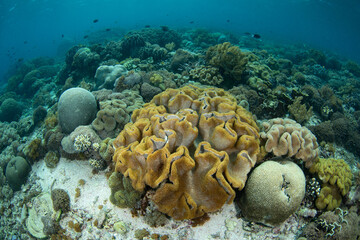 A plethora of hard and soft corals thrive on a reef in Komodo National Park, Indonesia. This region is home to extraordinary marine biodiversity and is a popular area for scuba diving and snorkeling.