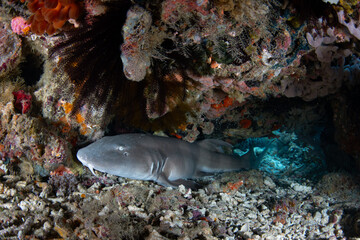 A Brownbanded bamboo shark, Chiloscyllium punctatum, rests on a coral reef in Komodo National Park,...