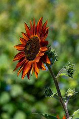 An Autumn Beauty sunflower with its deep colors facing the sun. The background is other sunflowers softly blurred. 