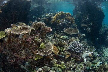A plethora of hard and soft corals thrive on a reef in Komodo National Park, Indonesia. This region is home to extraordinary marine biodiversity and is a popular area for scuba diving and snorkeling.