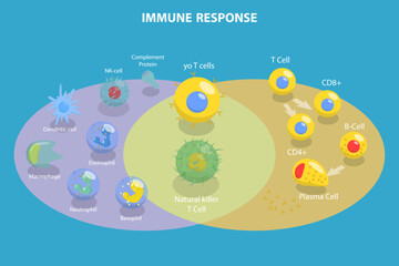 3D Isometric Flat Vector Conceptual Illustration of Immune Response, Cells of The Immune System - obrazy, fototapety, plakaty