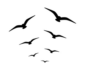 Flock of birds flying in the sky on a white background