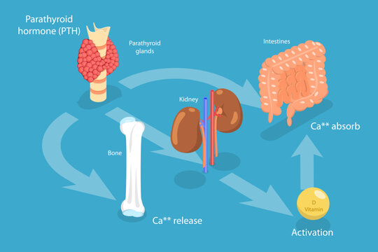 3D Isometric Flat Vector Conceptual Illustration of Parathyroid Hormone And Calcium Metabolism, Human Endocrine System