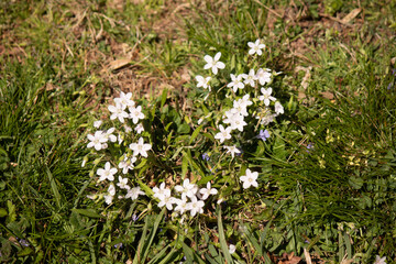 This beautiful bunch of white flowers was growing in the wildflower field when I took this picture. They are known as Virginia springbeauty. I love their little white petals with the pink stripes.