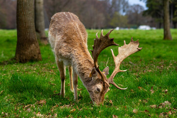 Deer in Phoenix Park