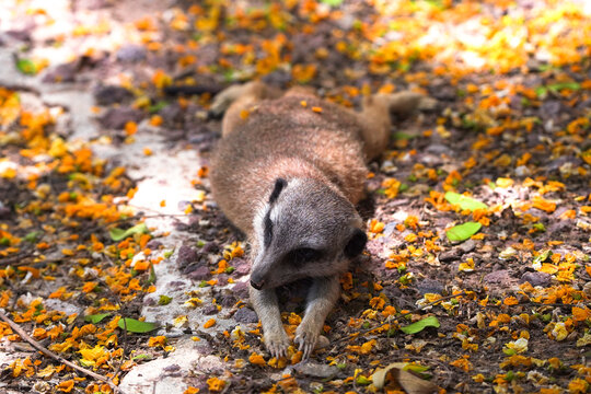 Suricata or merkat laying on the ground peacefully.