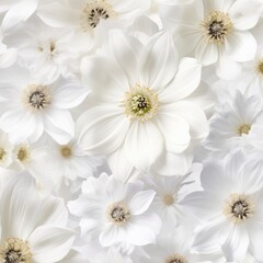 Fototapeta premium White daisy wallpaper