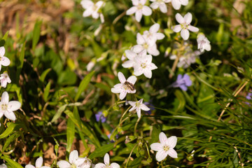 Obraz na płótnie Canvas This beautiful bunch of white flowers was growing in the wildflower field when I took this picture. They are known as Virginia springbeauty. I love their little white petals with the pink stripes.