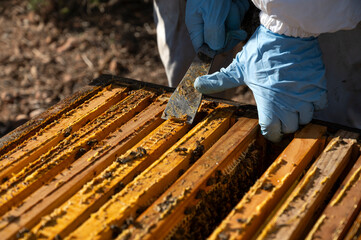 Close-up of a beekeeper's hands extracting propolis - obrazy, fototapety, plakaty