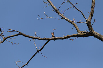 Fototapeta na wymiar This cute little bluebird was sitting perched in the tree when I took the picture. The limb is without leaves showing the Fall season. This little bird looks pretty with his blue body and red chest.