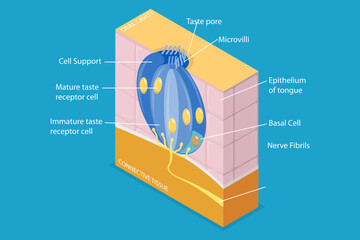 3D Isometric Flat Vector Conceptual Illustration of Anatomy Of A Taste Bud, Tonge Anatomy