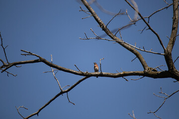 This cute little bluebird was sitting perched in the tree when I took the picture. The limb is without leaves showing the Fall season. This little bird looks pretty with his blue body and red chest.