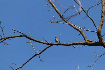 This cute little bluebird was sitting perched in the tree when I took the picture. The limb is without leaves showing the Fall season. This little bird looks pretty with his blue body and red chest.