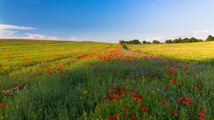 Poppy field on a sunny day.