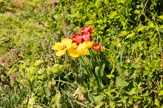 These beautiful garden tulips were growing in the flower garden when I took the picture. I love the red and yellow petals. These plants are perennials and come up year.ly They are nice for Easter.