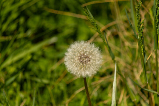 This is a picture of a dandelion in its seed dispersal stage. The white fluffy area is called a pappus with so many seeds attached. Each one has its own parachute to get carried off by the wind.
