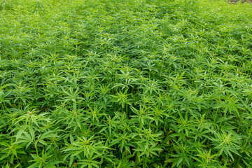 Culture de chanvre textile Bio en Seine-Maritime