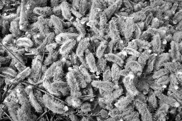 Spring, a lot of willow tree inflorescences lie on the ground