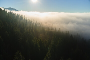 Aerial view of bright foggy morning over dark mountain forest trees at autumn sunrise. Beautiful scenery of wild woodland at dawn