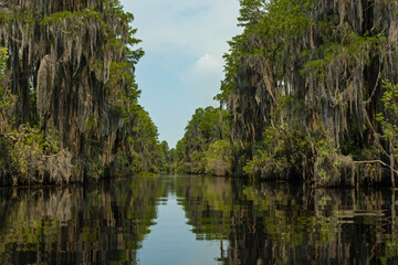 swamp landscape in the Okefenokee National Wildlife Refuge in Georgia