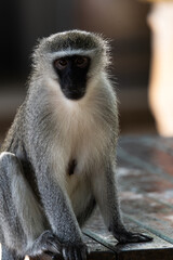 long macaque sitting on the ground