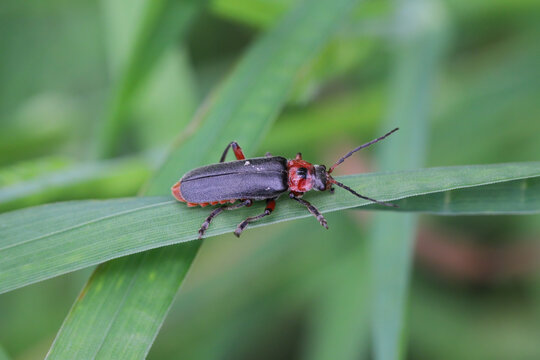 Soldier Beetle (Cantharis fusca). A common insect in the open environment. A useful predator (both larva and adult insect) in agricultural fields and gardens.