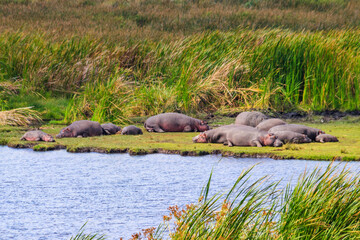 Group of hippos (Hippopotamus amphibius) laying on a lakeshore in Ngorongoro Crater national park,...
