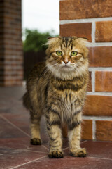 Beautiful cat looking at photographer outdoor