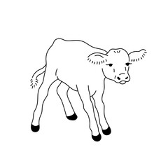 Vector isolated one single cute cartoon standing baby cow calf  colorless black and white contour line easy drawing