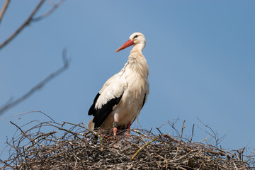 Stork at the lake of Pfaeffikersee in Zurich in Switzerland